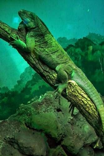 17 Interesting Facts About Iguana Ohfact