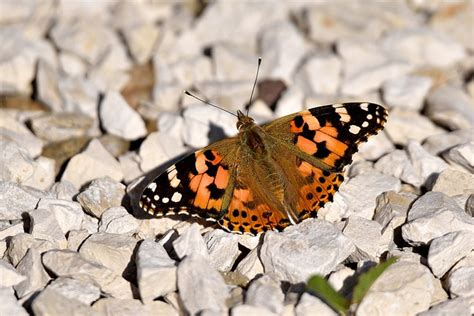 Borboleta Seixos Inseto Foto Gratuita No Pixabay