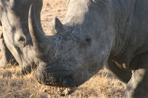 10 Ways You Can Help Stop The Sixth Mass Extinction Huffpost