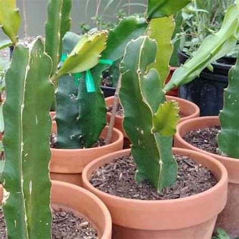 Everything You Need To Know About Dragon Fruit Trees How To Grow