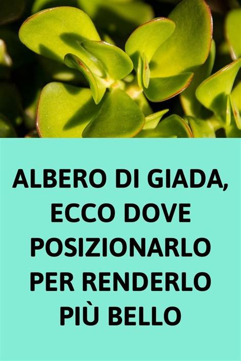 La Crassula Ovata conosciuta come Albero di Giada è una pianta