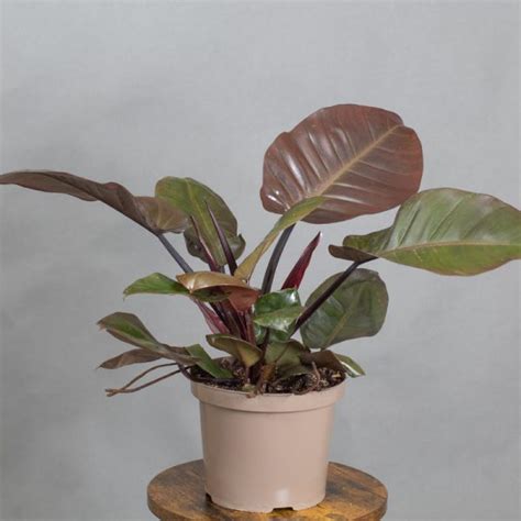 Philodendron Erubescens Black Cardinal 15cm Pot Tropical Plants UK