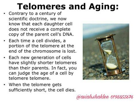 Apa Itu Telomeres