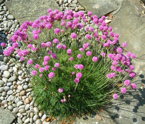 Pink Pom Pom Beach Sea Thrift Armeria Maritima 100 Seeds