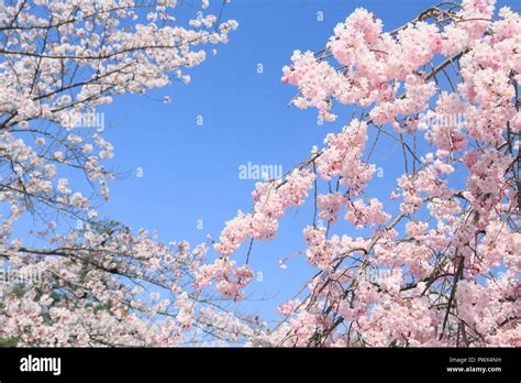 sakura in kyoto Stock Photo - Alamy