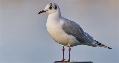 Trois nouveaux cas de grippe aviaire à Remerschen