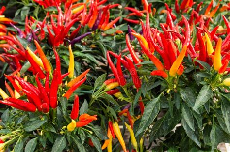 Red Ornamental Pepper Plants With Peppers Stock Photo Image Of Spices