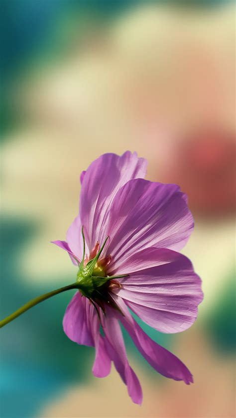 Cosmos iPhone Wallpapers Free Download