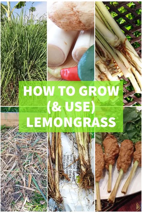 How To Grow Lemongrass