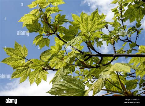 Sycamore Maple Acer Pseudoplatanus Leopoldii Stock Photo Alamy