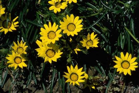 Gazania Gaertn Plants Of The World Online Kew Science