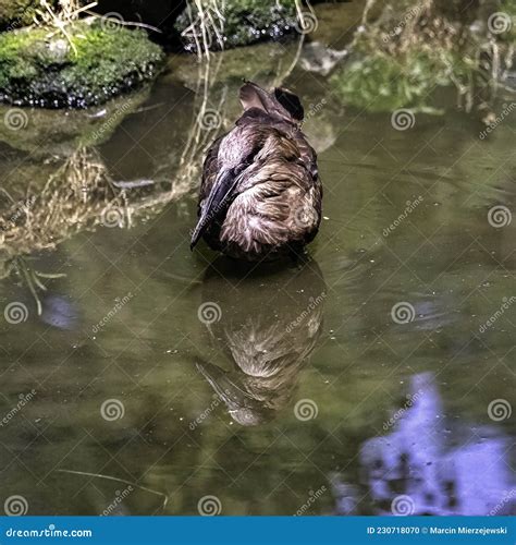 The Hamerkop Is A Wading Bird And Is Found In Africa Madagascar And