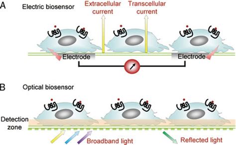 Label Free Whole Cell Assay Creative Bioarray