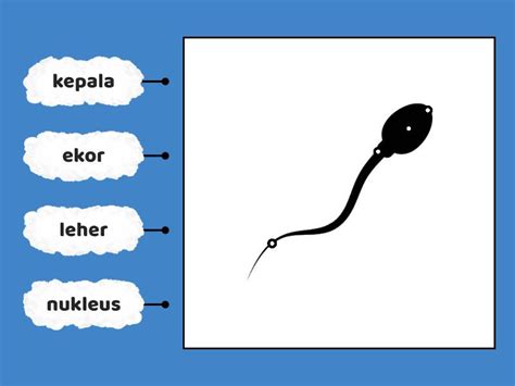 Bab Bahagian Sperma Tingkatan Labelled Diagram