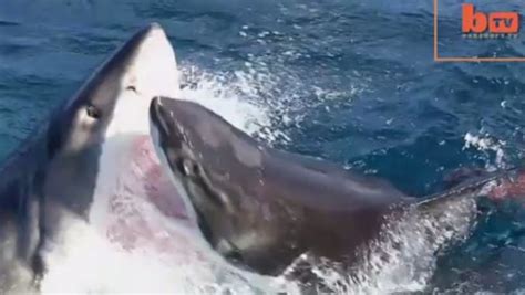 Shark Vs Shark Amazing Footage Of Great White Attack Off Neptune