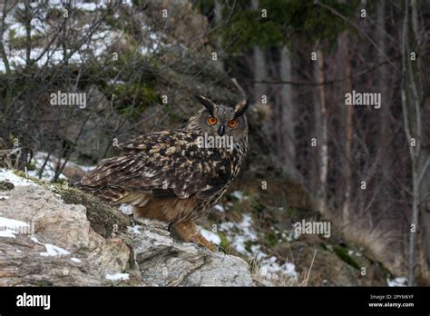 El búho águila eurasiático Bubo bubo es una especie de búho águila que