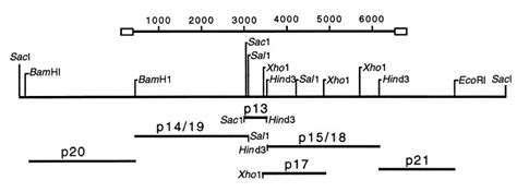 Restriction Map Of The Lambda Clone With A SacI Gypsy Moth DNA Insert