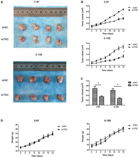 Effects Of TNC Expression On Tumor Growth In Xenografts A