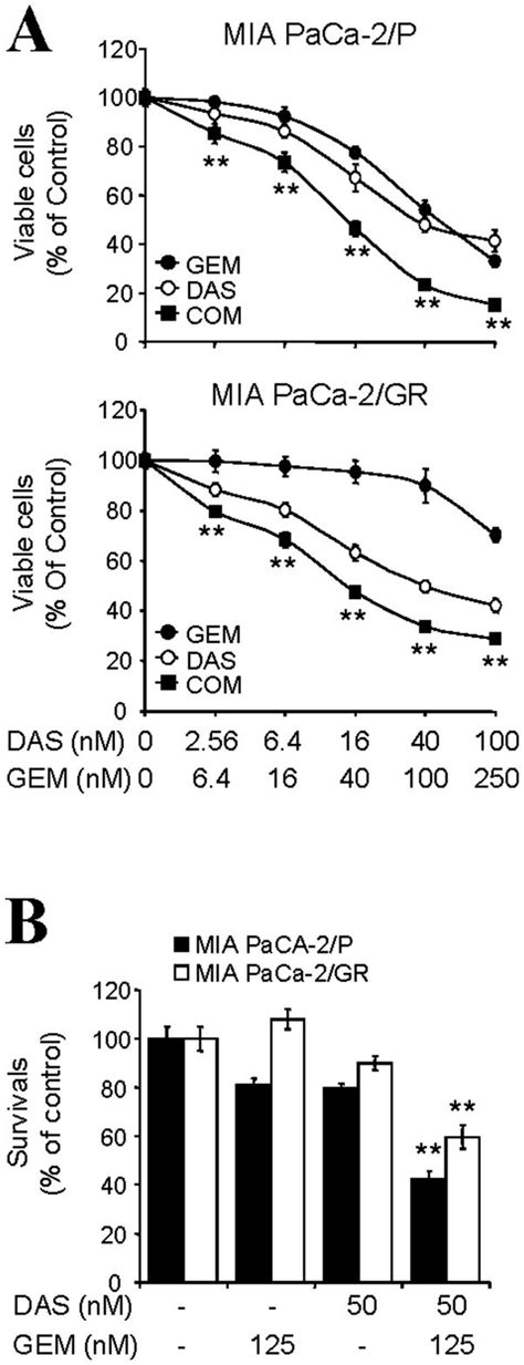 The Synergistic Anti Proliferative Effects By Combination Of Dasatinib