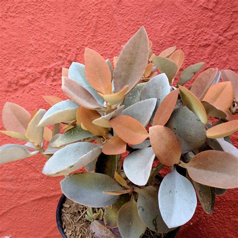 Kalanchoe Orgyalis Copper Spoons Artemisia Nursery