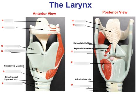 Anatomy Of The Larynx Anterior And Posterior View Diagram Quizlet My