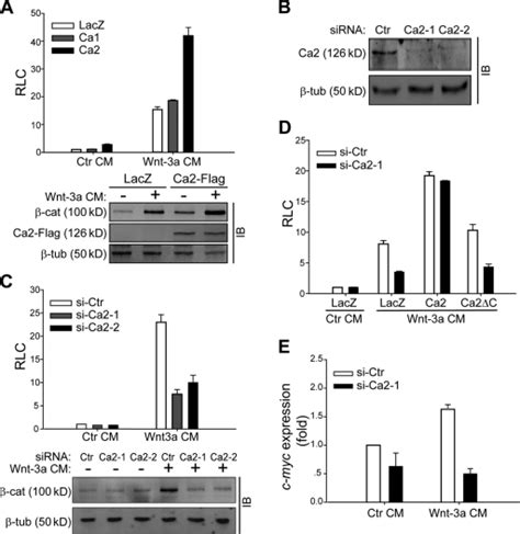 Caprin Activates Wnt Induced Lef Tcf Transcriptiona Open I