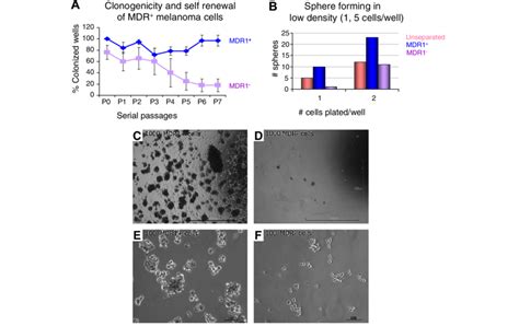 Enhanced Clonogenicity Self Renewal Capacity And Anchorage