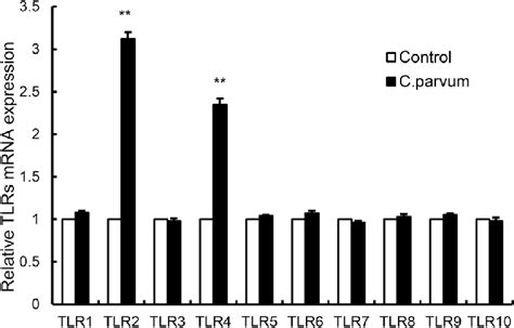 Alteration In The MRNA Concentrations Of TLR In Bovine Intestinal