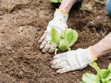 C Mo Hacer Una Mini Huerta Org Nica En Casa Para Principiantes