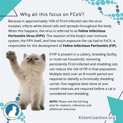 The Role of Feline Coronavirus (FCoV): Part 1 of 5 - National Kitten Coalition