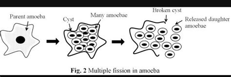 Multiple Fission In Amoeba