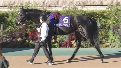 ジャスティンパレスの魅力とは？天皇賞（春）と有馬記念のダブル制覇を狙うスタミナ馬の秘密