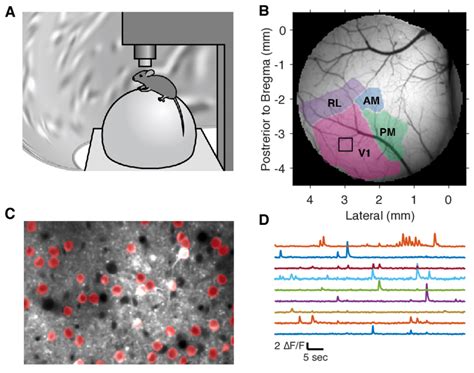 Two Photon Calcium Imaging A Head Fixed Mice Were Awake And Free To