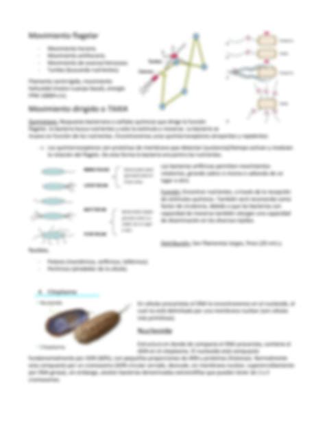 SOLUTION Estructura Y Funci N De La C Lula Bacteriana Studypool