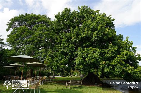 Ceiba Pentandra Kapok Tree For Sale South Florida Treeworld Wholesale