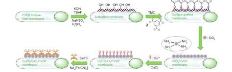 Schematic Diagram Of Cufcsio 2 Pvdf Hollow Fiber Composite Membrane Download Scientific