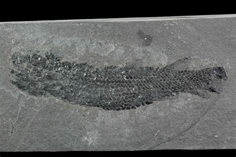 4.8" Devonian Lobed-Fin Fish (Osteolepis) - Scotland (#98042) For Sale - FossilEra.com