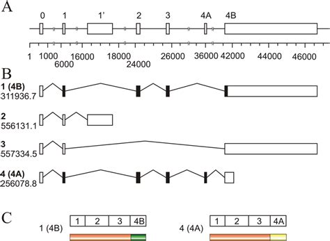 Schematic Representation Of The Human Kras Locus A Map Of The Entire