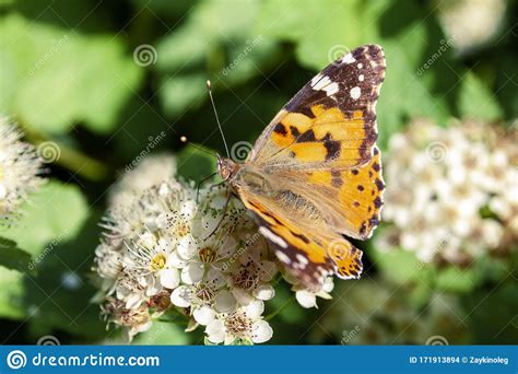 Uma Borboleta Se Senta Sobre As Flores De Um Arbusto Foto De Stock