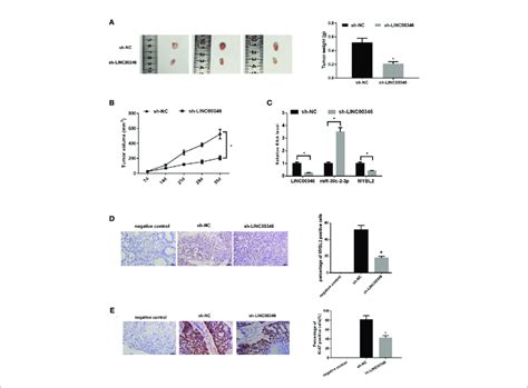 Knockdown Of Linc Inhibits The Growth Of Luad A Xenograft