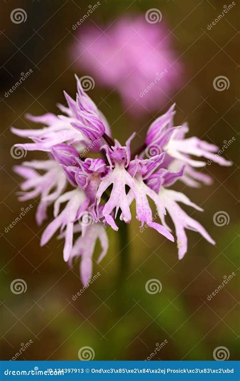 Orchis Italica Naked Man Orchid Gargano In Italy Flowering European Terrestrial Wild Orchid