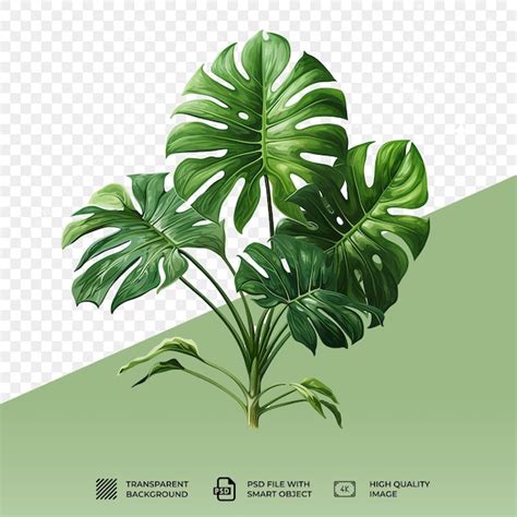 Premium PSD Psd Monstera Deliciosa Png Isolated On Transparent Background