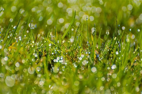 Free Images Water Nature Branch Drop Dew Lawn Meadow Sunlight