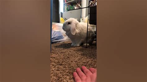 Bunny Stomping At Me Youtube