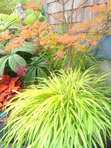 Hakonechloa Macra All Gold Japanese Maple Rodgersia Coleus Ornamental Grasses Outside