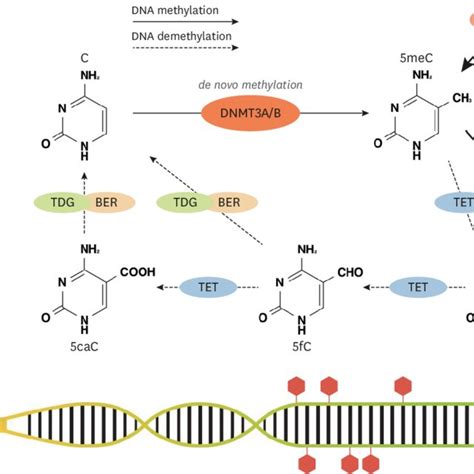 The Mechanism Of Dna Methylation And Demethylation C Cytosine 5mec