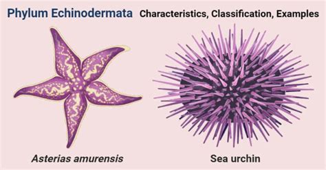 Phylum Echinodermata Characteristics Classification Examples