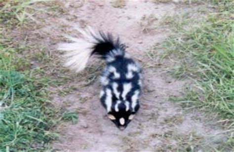 Spotted Skunk - Animal Facts and Information