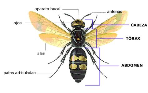 CLASIFICACIÓN de los INSECTOS Taxonomía Esquema y Características