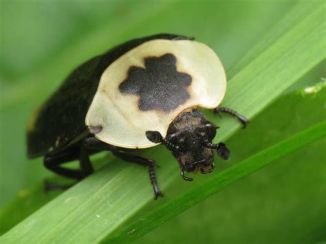 American Carrion Beetle Identification Life Cycle Damage Treatment